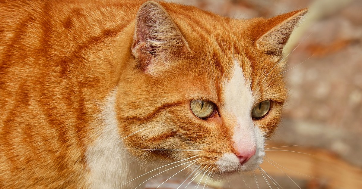 gattino che miagola quando sente nome