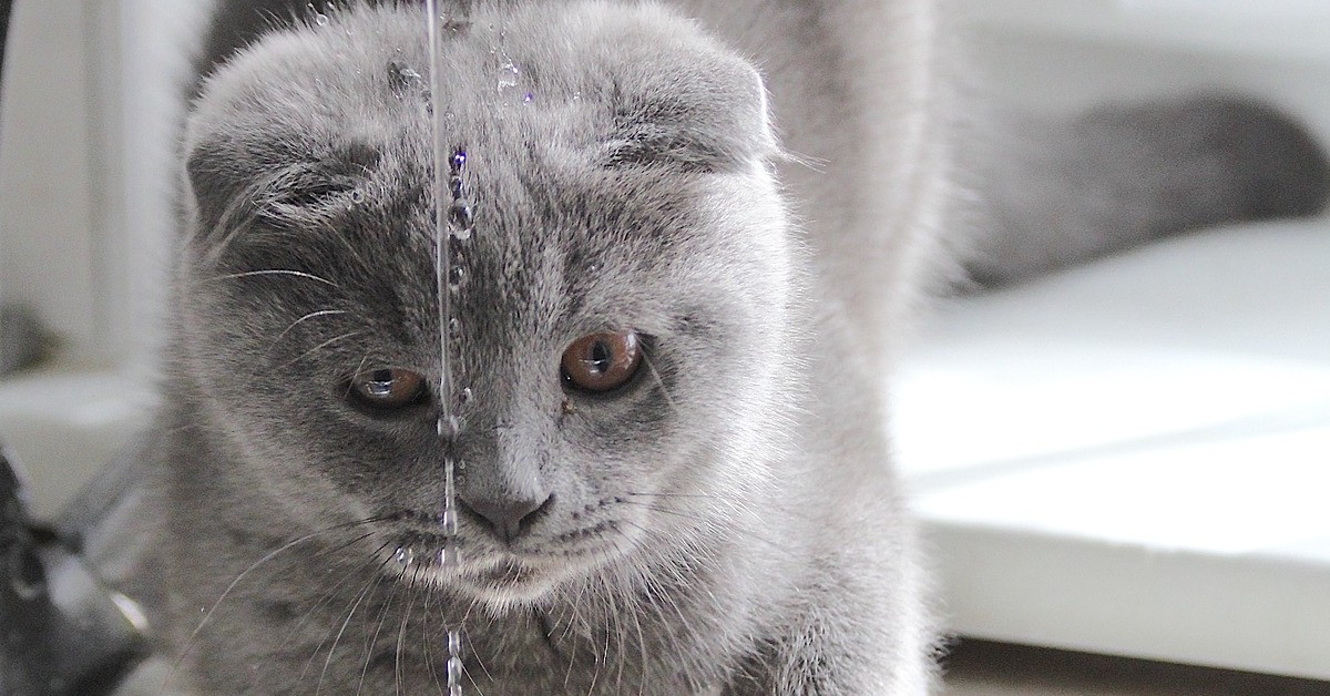 Il tenero gattino che non sa bere dal lavandino (VIDEO)