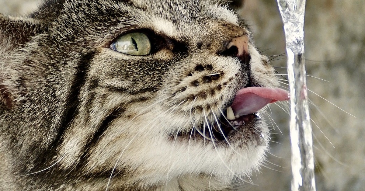 gattino che non sa bere dal lavandino 