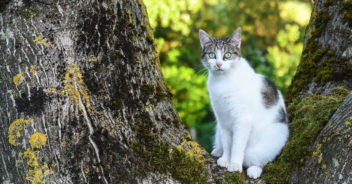 gattino che scende dall'albero per farsi coccolare