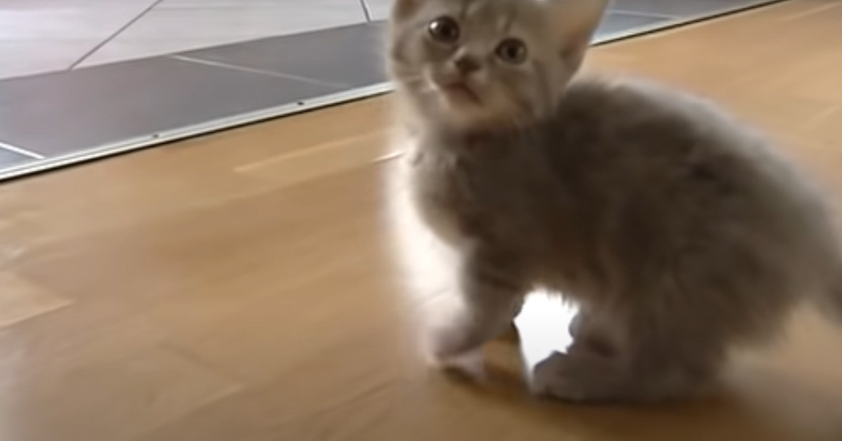 Un dolce gattino chiacchiera moltissimo e cerca molte attenzioni (VIDEO)