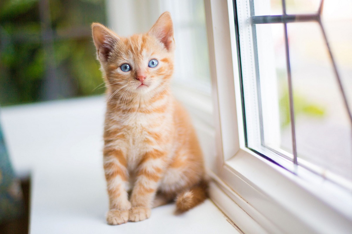 cucciolo di gatto vicino alla finestra