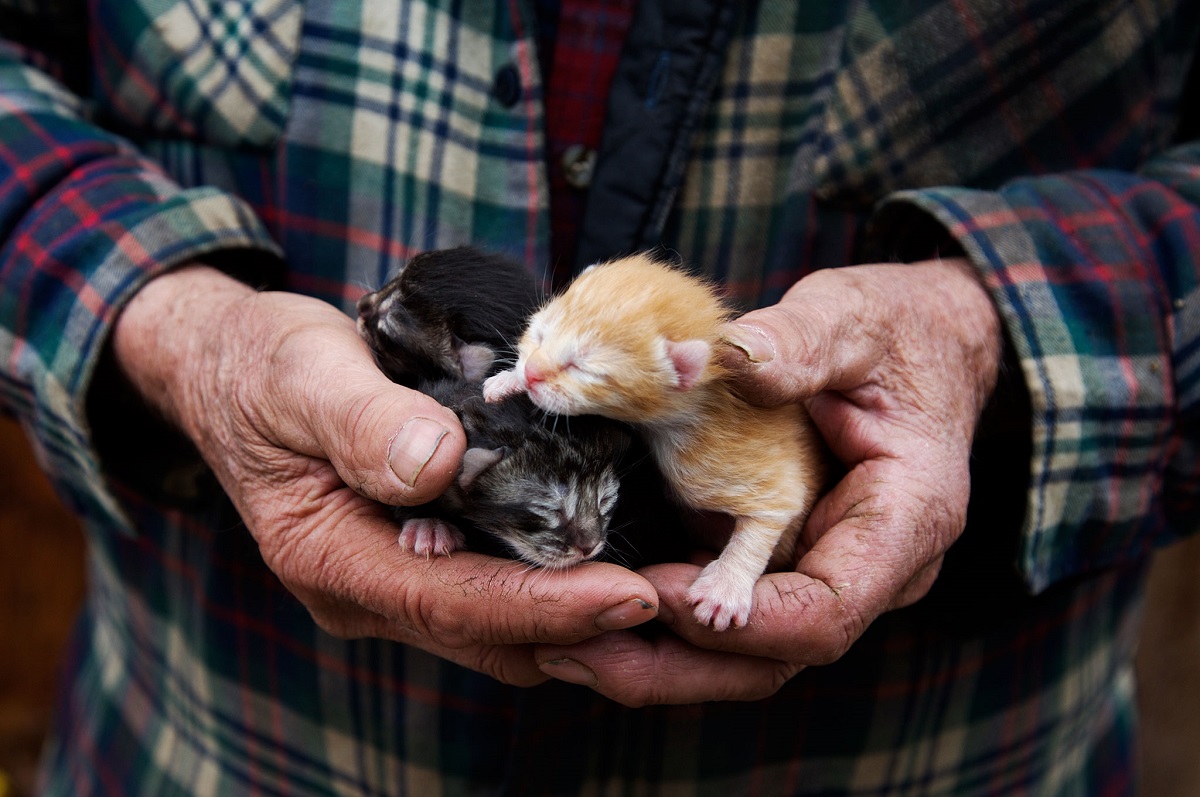 gattini molto piccoli tenuti in mano