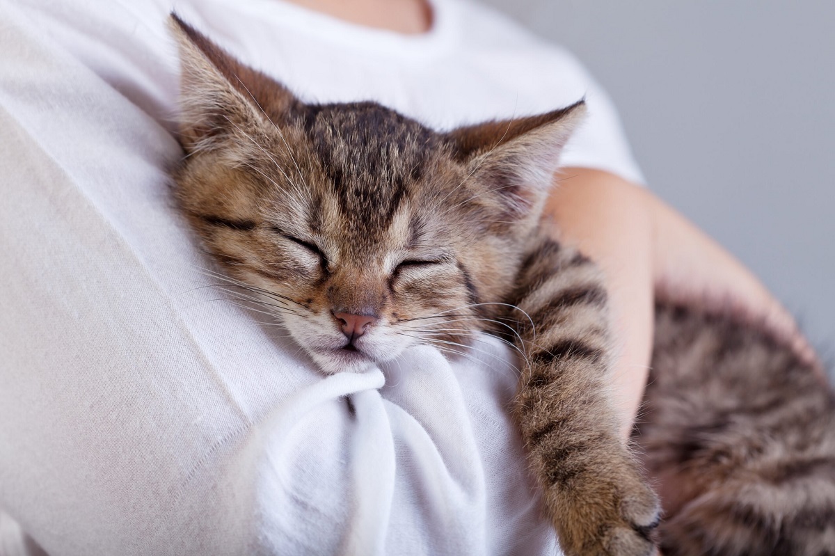 gatto dorme tra le braccia di una persona