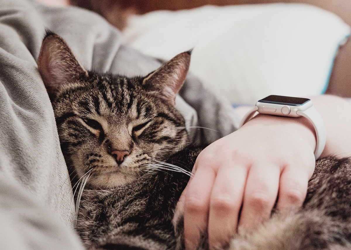 gatto che dorme sul divano