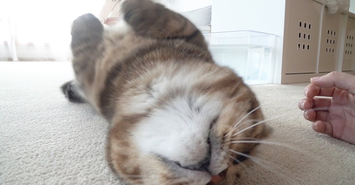 Un gattino è eccitato e striscia sul pavimento mentre la padrona lo coccola (VIDEO)