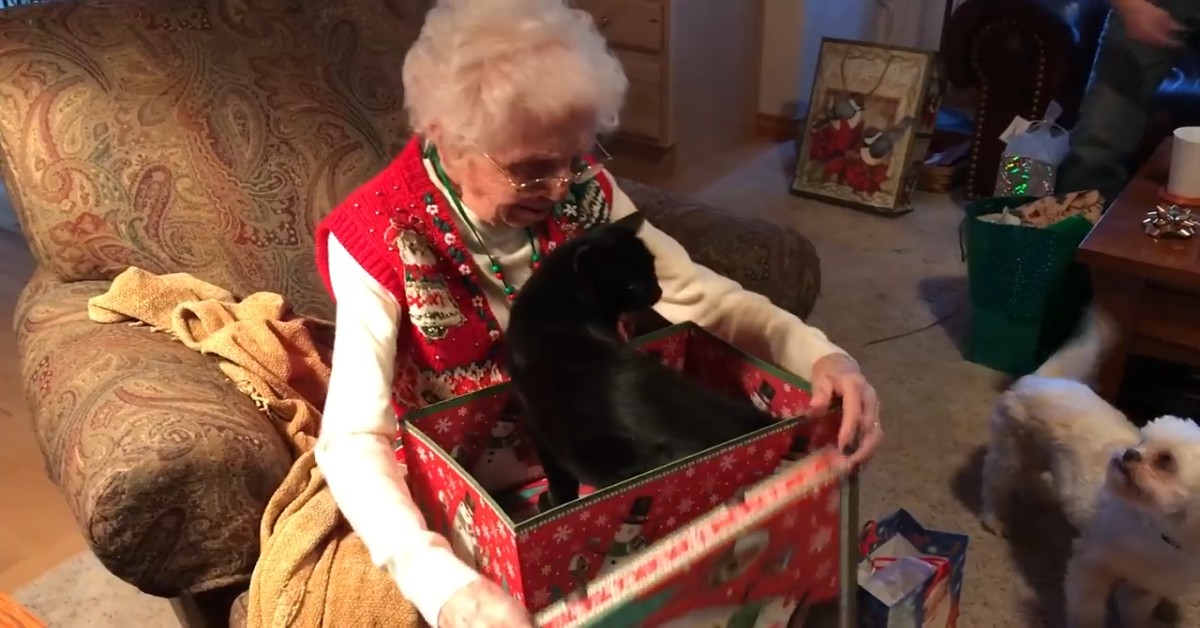 Un gattino è un dolce regalo per questa dolce nonnina (VIDEO)
