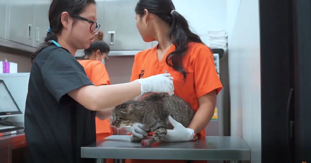 gattino ferito in Thailandia salvato dai volontari