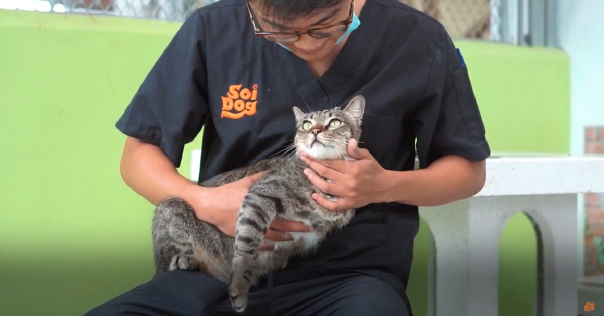 Benten, il gattino tripode salvato in Thailandia dopo un terribile incidente (VIDEO)