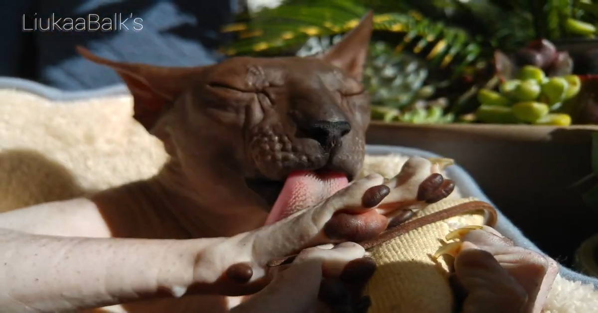 Un gattino gioca con il padrone e si diverte moltissimo (VIDEO)