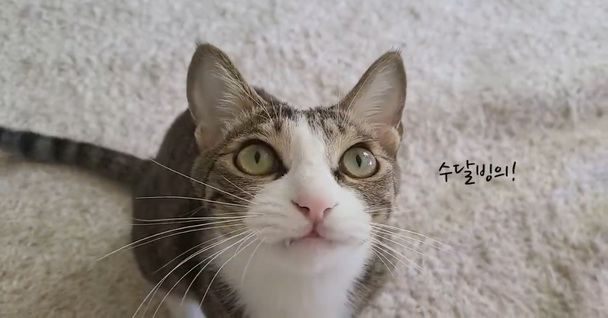 Un dolce gattino gioca con la padrone e insieme si rilassano (VIDEO)