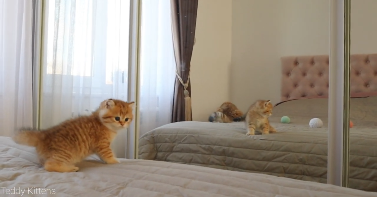 Gattino guarda il suo riflesso allo specchio mentre gioca (VIDEO)
