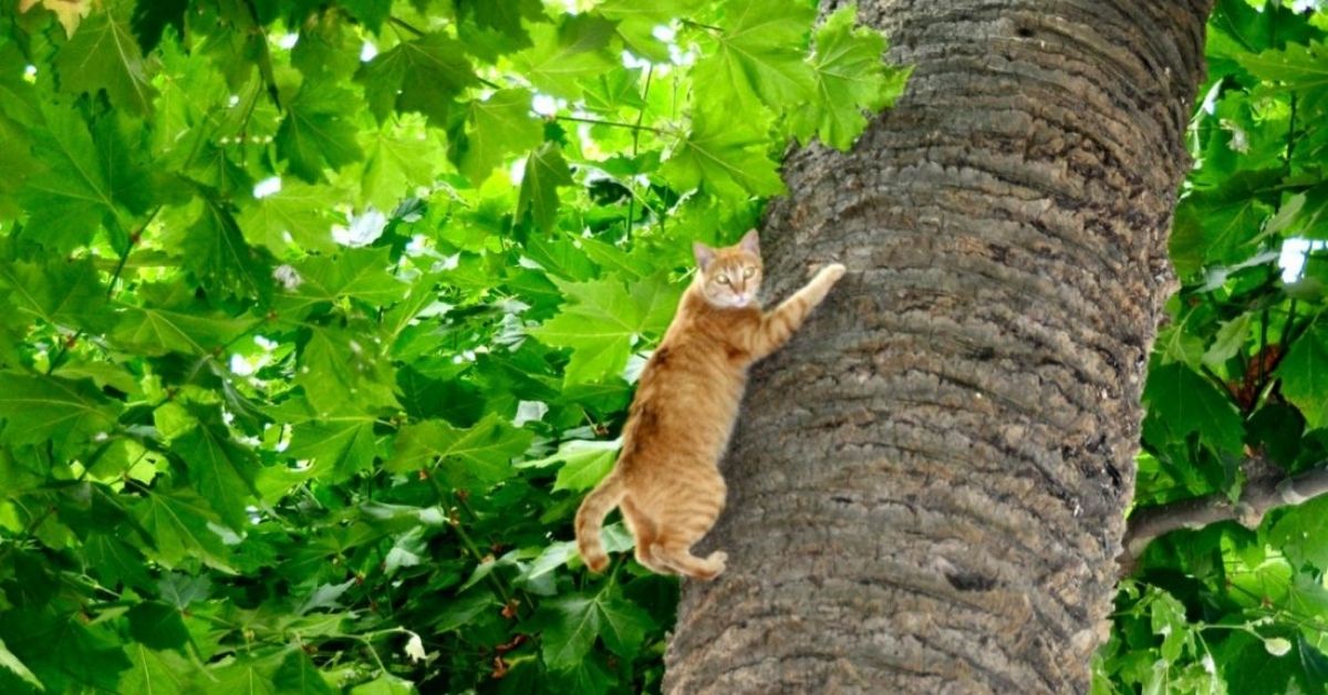 Gattino ha paura delle altezze, è normale? Cosa sapere e come comportarsi