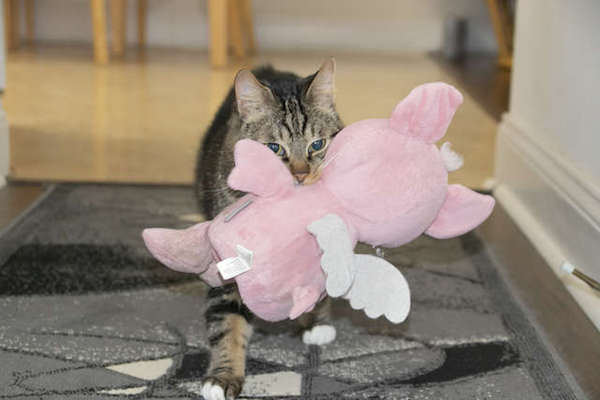 gattino inseparabile dal suo giocattolo