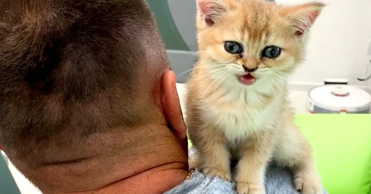 Un dolce gattino miagola sulla spalla del suo dolce papà (VIDEO)