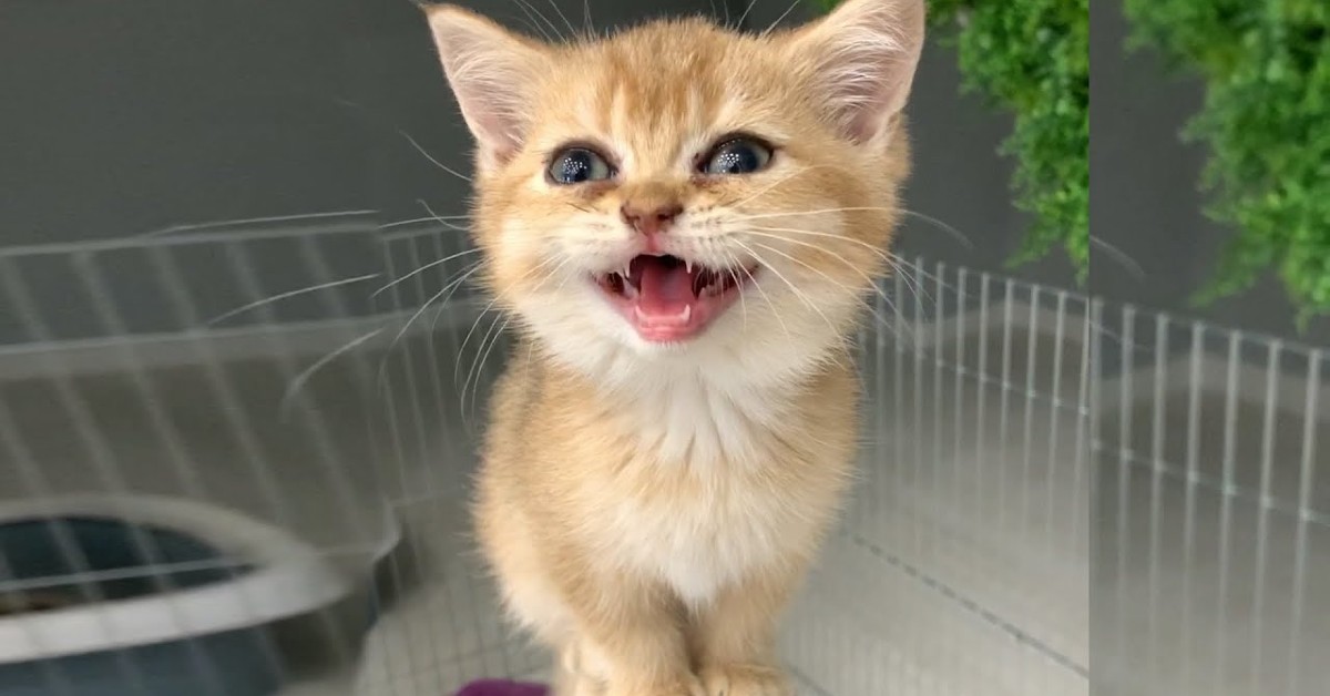 Un gattino miagola tantissimo perché vuole aiuto dal padrone (VIDEO)