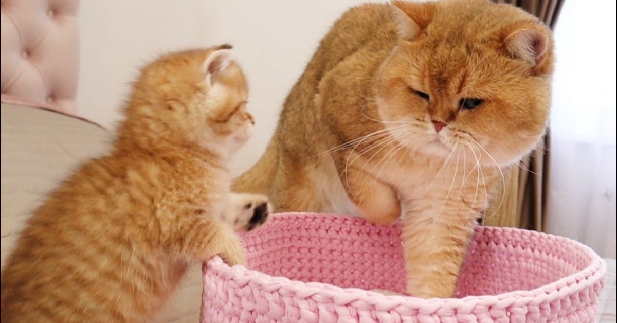 Il dolce gattino Muffin disturba il suo dolce papà (VIDEO)