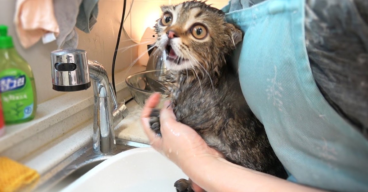 Un gattino non vuole fare il bagno, mettendo in difficoltà la padrona (VIDEO)