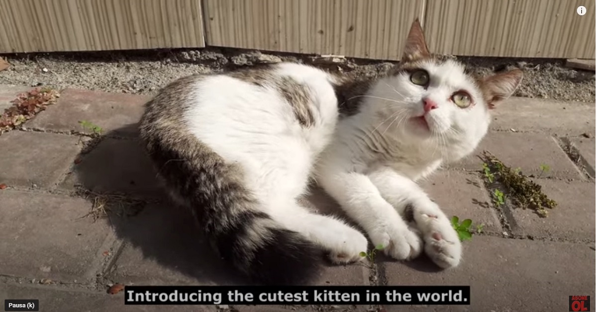 La storia del gattino parzialmente paralizzato adottato da una famiglia affettuosa (VIDEO)
