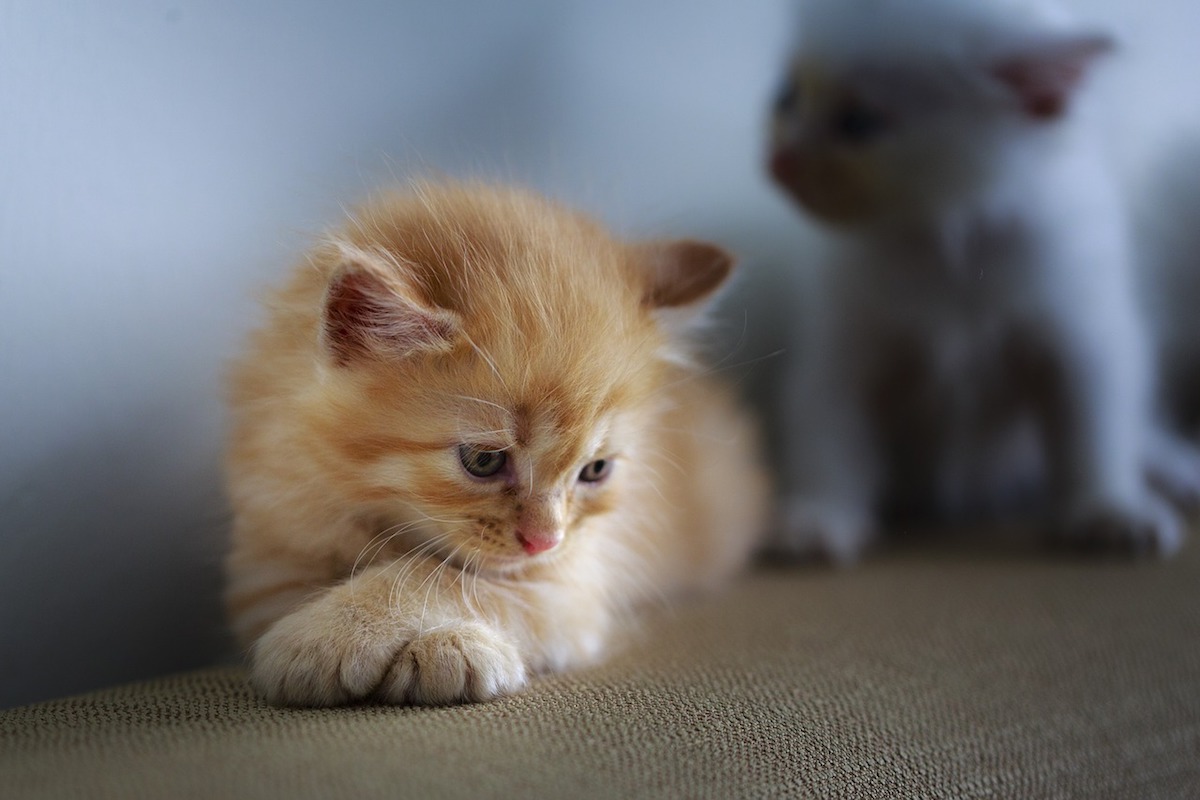 piccolo felino pensieroso