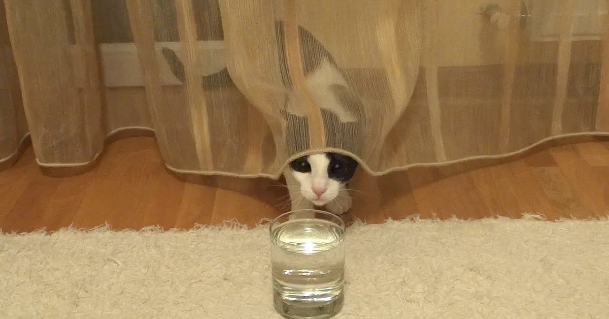 Gattino resta affascinato da un bicchiere d’acqua frizzante e ci gioca (VIDEO)