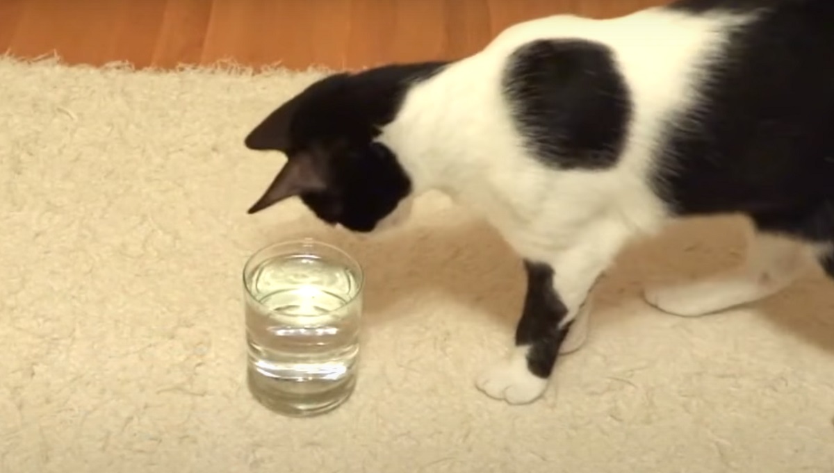acqua bollicine gatto