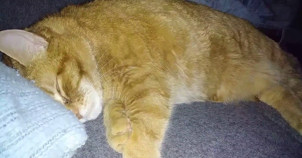 Un gattino russa e dorme profondamente mentre la padrona gli fa un video (VIDEO)