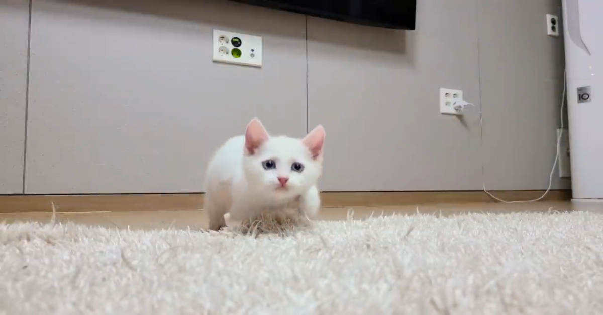 Gattino salta come un coniglio facendo delle simpatiche acrobazie (VIDEO)