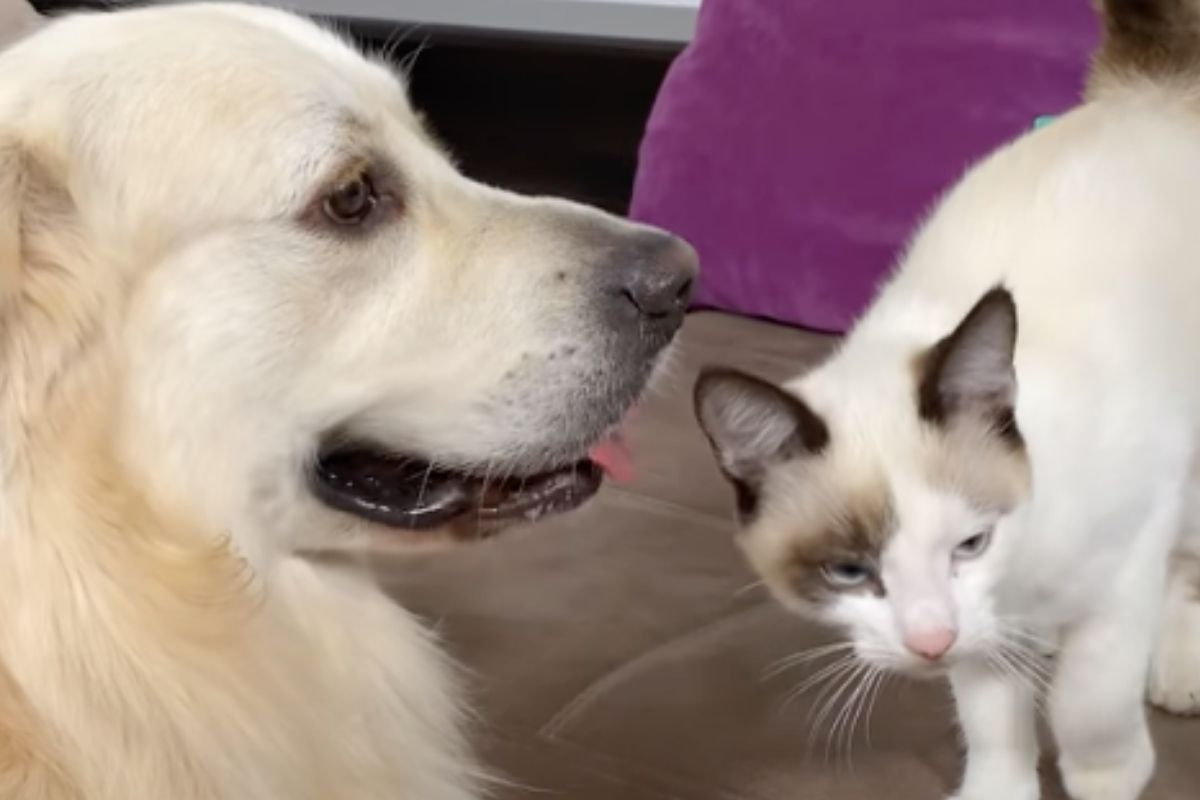 Gattino non smette di chiedere le coccole al suo amico più speciale: un cane (VIDEO)