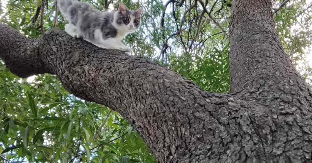 Il gattino che scende dall’albero per farsi coccolare (VIDEO)