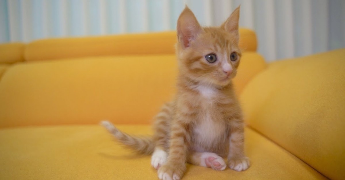 Questo dolce gattino si è ambientato nella nuova casa (VIDEO)