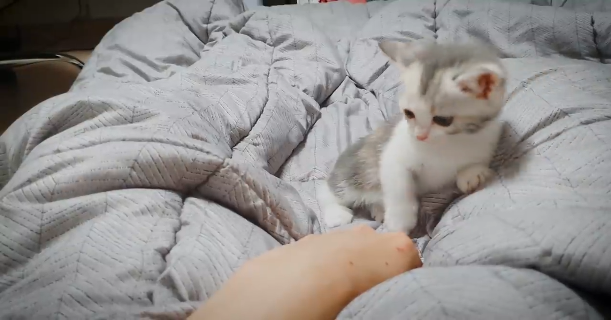 Gattino si fa coccolare a letto dal suo dolce padrone (VIDEO)