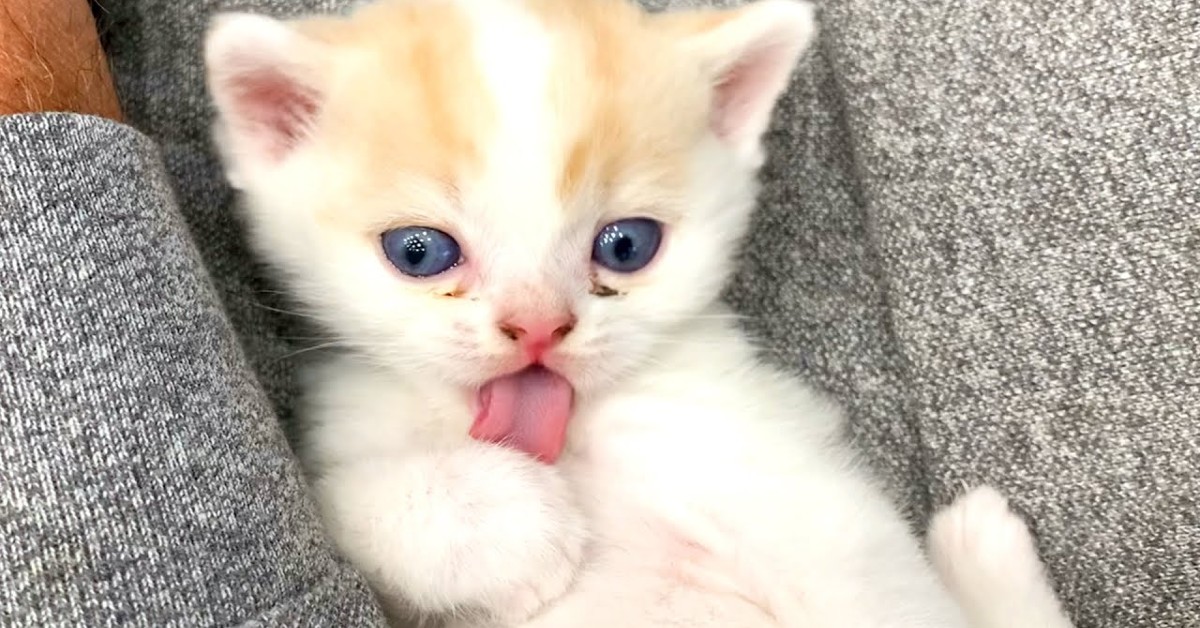 Un gattino si lava la zampa mentre si trova in braccio del padrone (VIDEO)