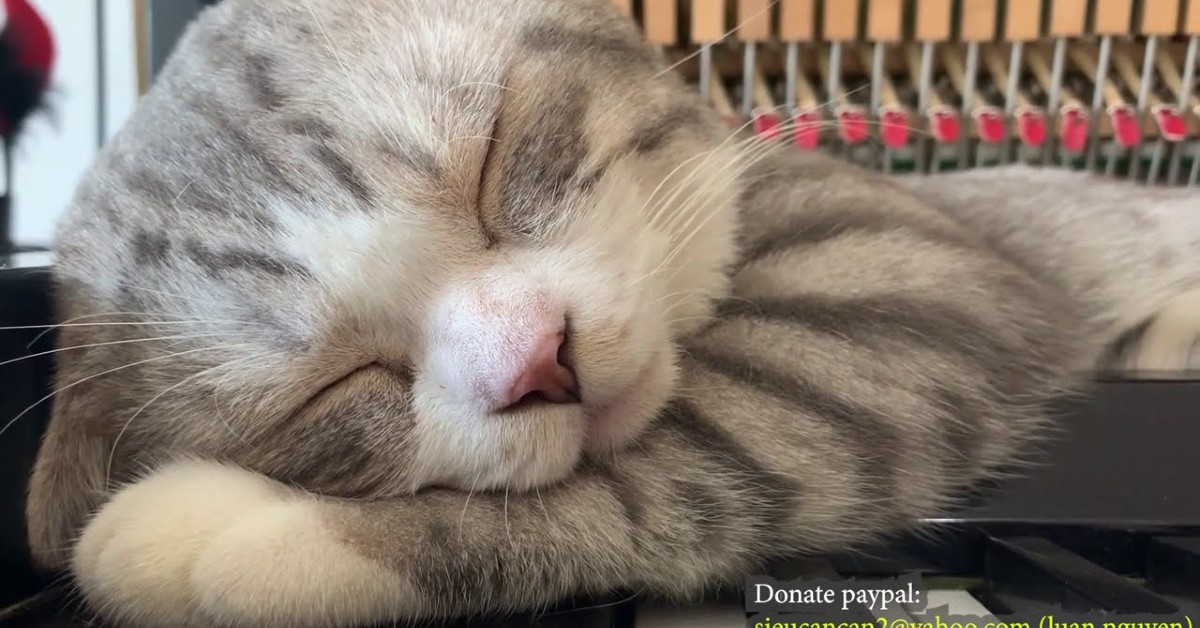 Un dolce gattino si rilassa con la musica mentre la padrona suona il piano (VIDEO)