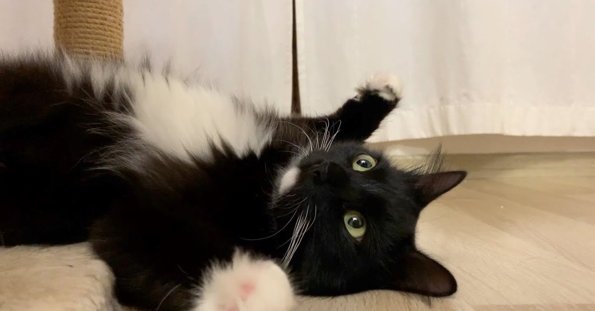 Un dolce gattino si rilassa con la padrona e insieme si divertono (VIDEO)