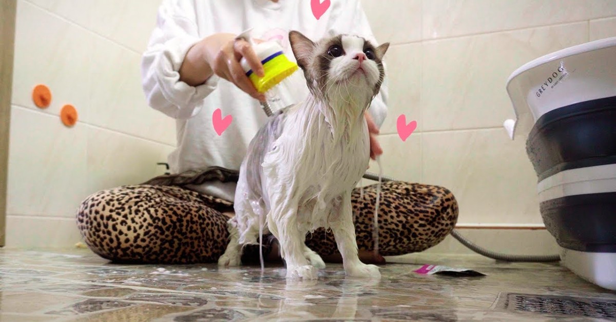 Un gattino si rilassa durante il bagno che gli fa la padrona (VIDEO)