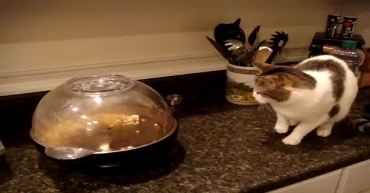 Un gattino si spaventa dei pop corn; la scena è davvero divertente (VIDEO)