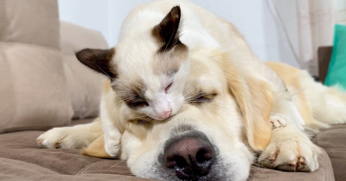 Un gattino usa il cane come letto rendendo tutto estremamente dolce (VIDEO)