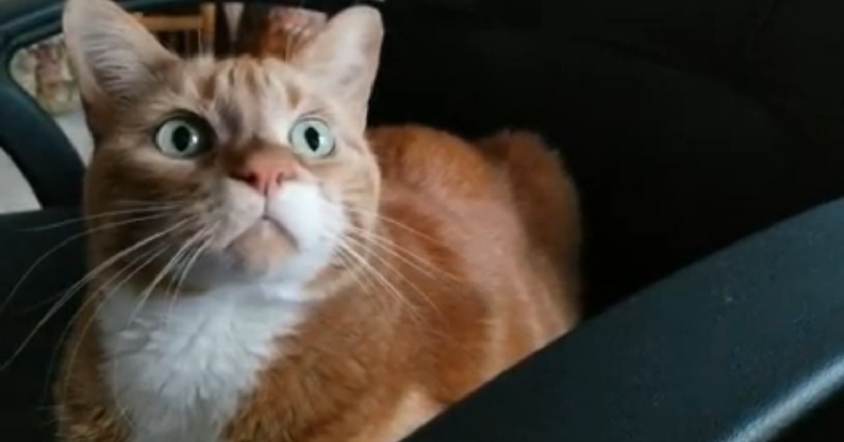 gattino vanitoso che si guarda su Youtube