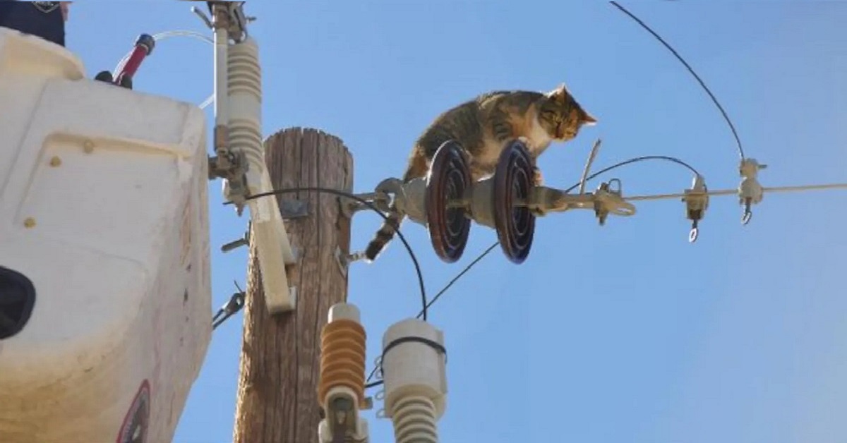 Gattino viene trovato sui cavi della linea elettrica e salvato da un uomo (VIDEO)
