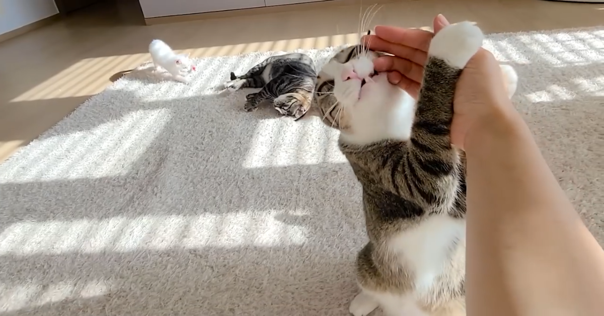 Un dolce gattino vuole le coccole della padrona (VIDEO)