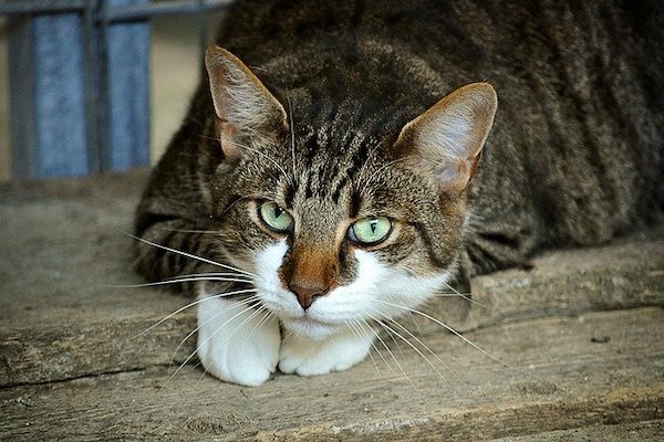 Gatto adulto, feci molli e maleodoranti, che fare