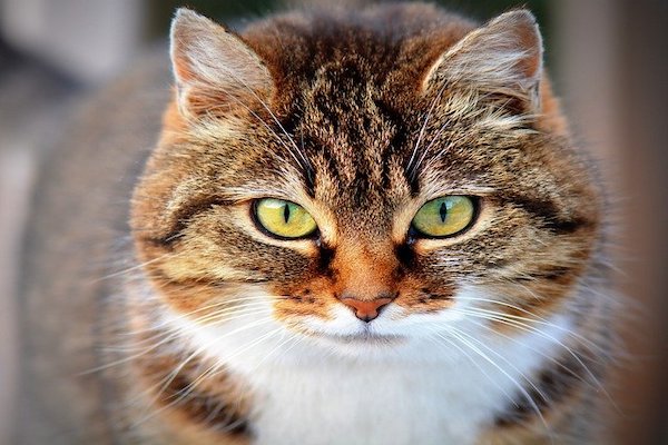 gatto adulto feci molli e maleodoranti erché