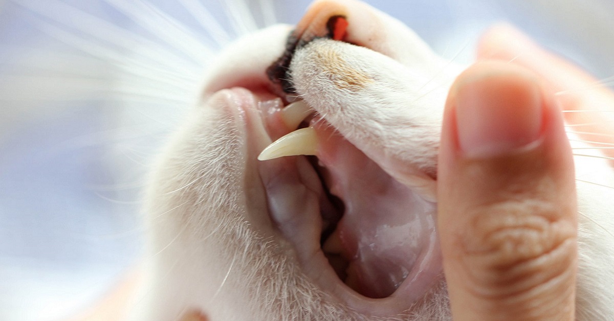 gatto senza denti