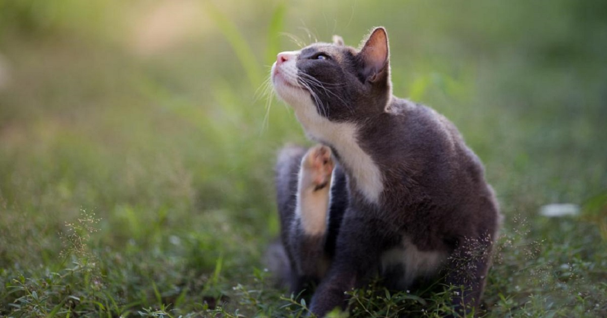 Gatto adulto con vermi bianchi nelle feci: ecco cosa fare