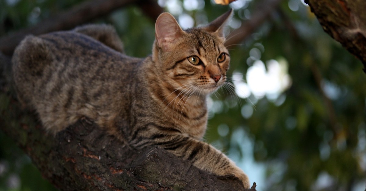 gatto sull'albero