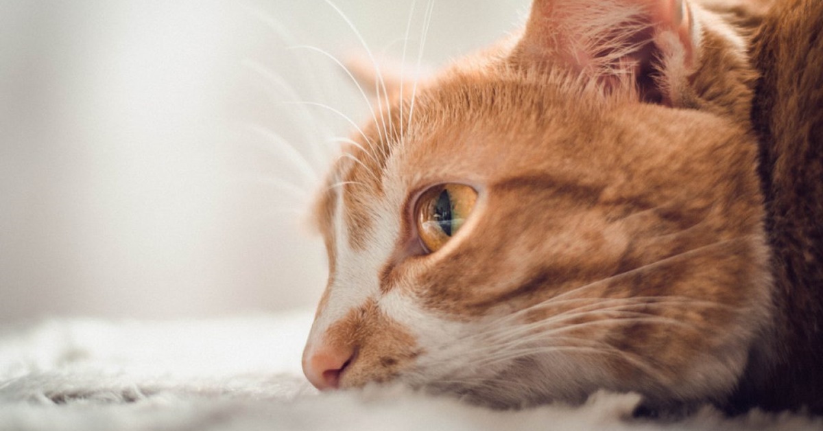Il gatto capisce che sta per morire o è una consapevolezza che appartiene agli umani?