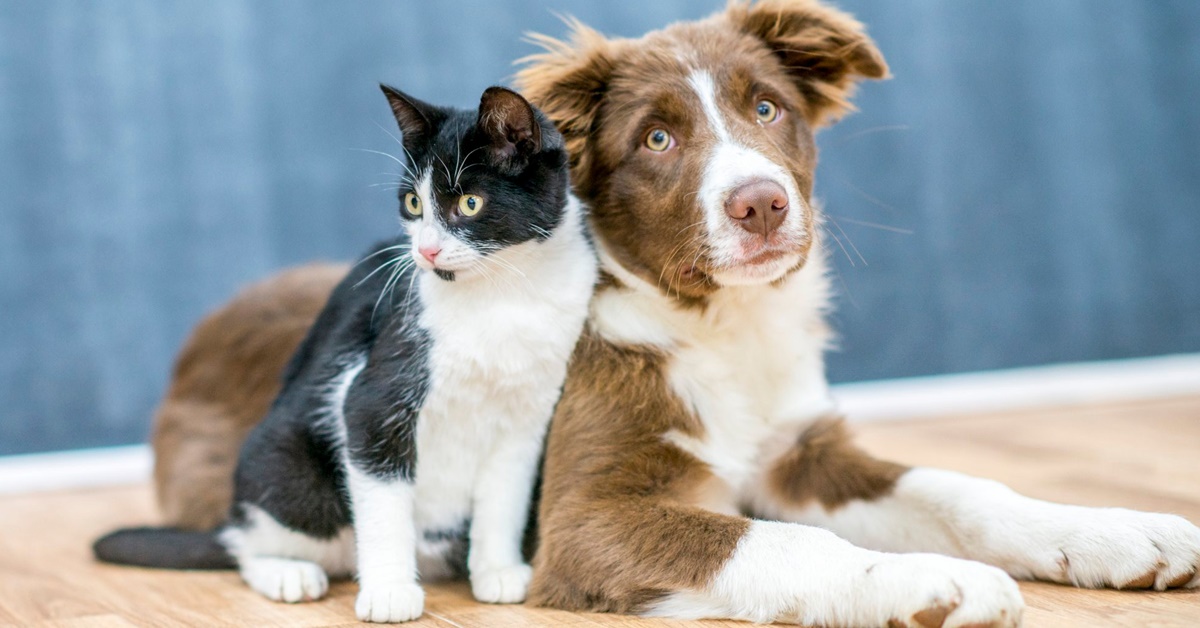 Gatto che mangia la cacca del cane: perché lo fa e come evitare questo comportamento