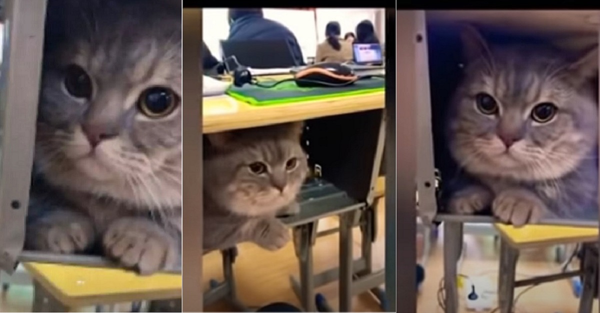 gattino Munchkin rimane nascosto sotto il banco della studentessa