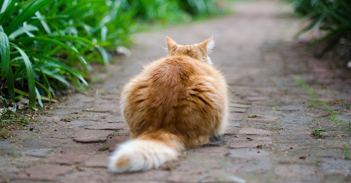 Gatto con coda sempre bassa: tutte le ragioni e i possibili rimedi
